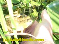 /home//u458753944/public_html/sourcegallery//Frogs/More bullfrogs/P8200309.JPG